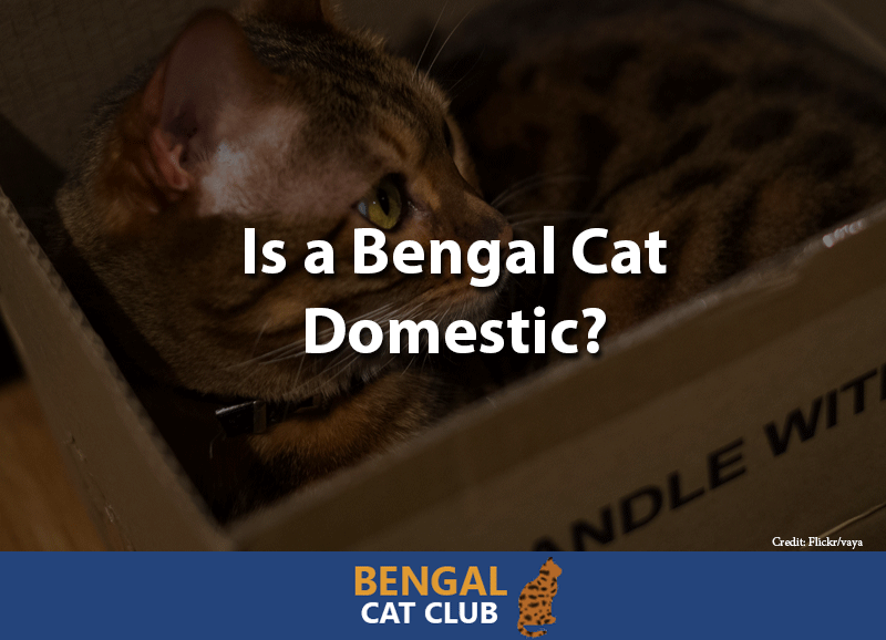 Is a bengal cat domestic