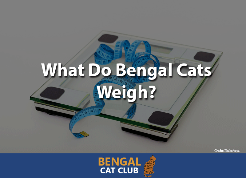 What do bengal cats weigh