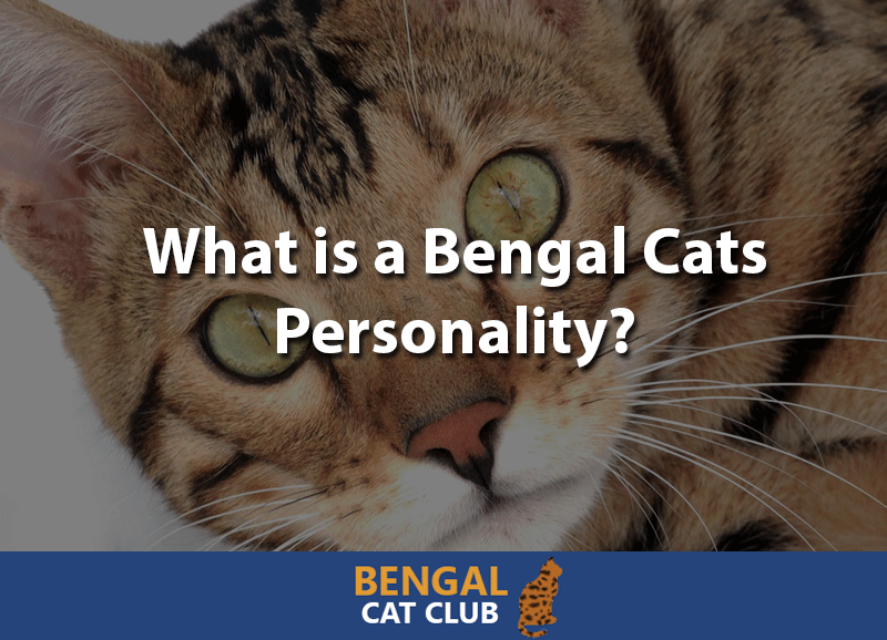 What is a Bengal cats personality