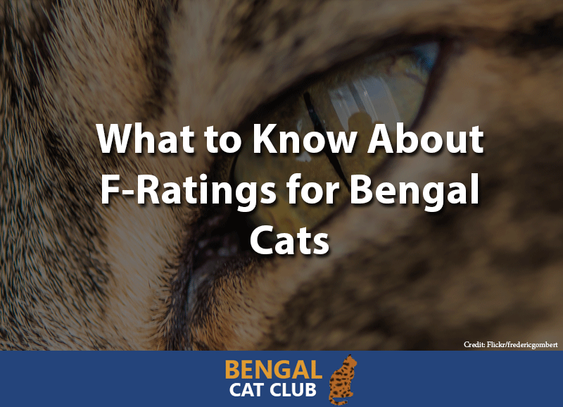 What to know about f ratings for bengal cats