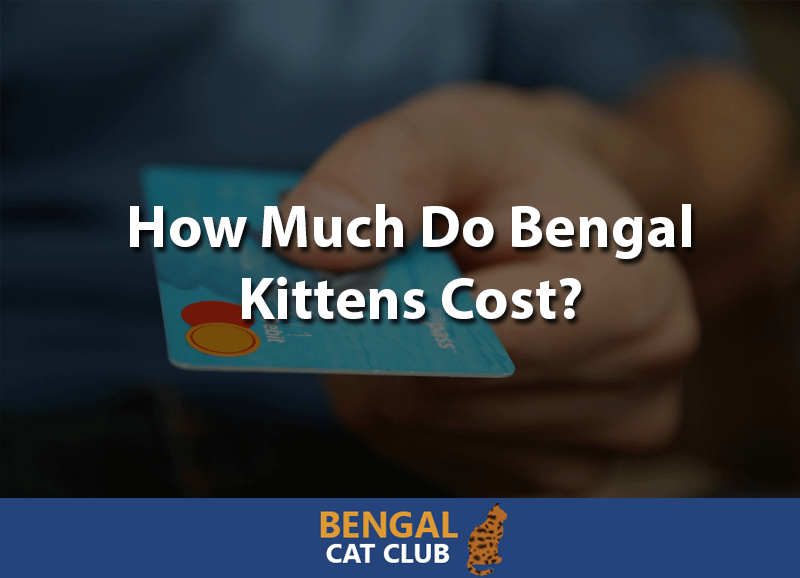 How much do bengal kittens cost