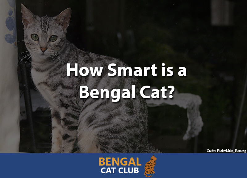 How Smart is a Bengal Cat?