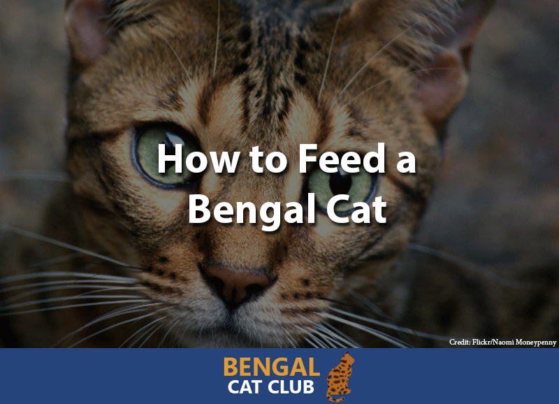 How to feed a bengal cat
