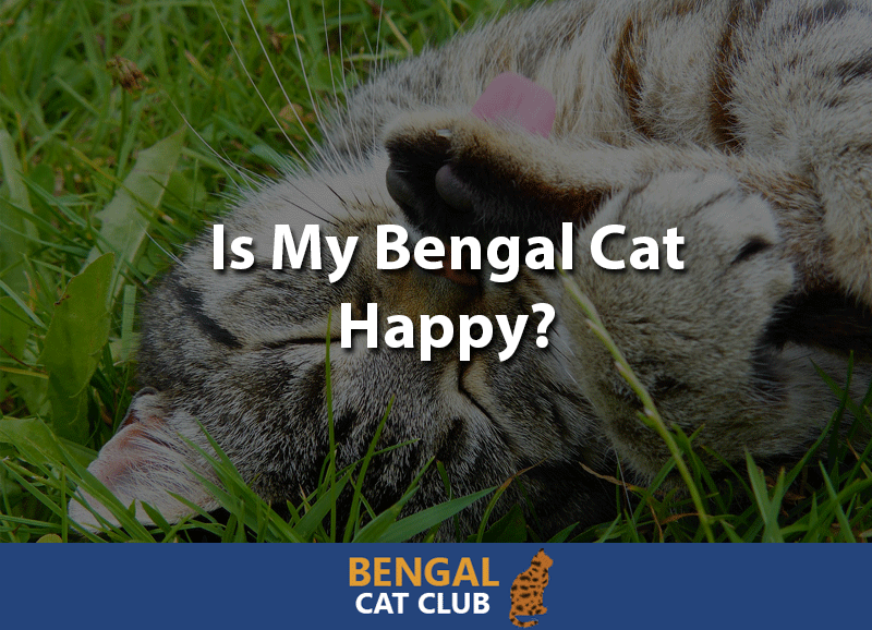 is my bengal cat happy