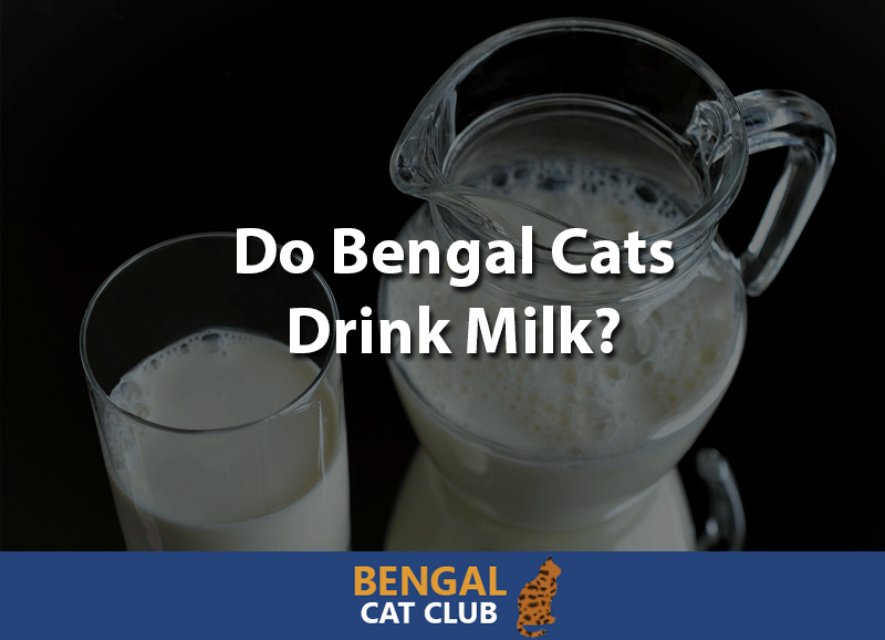Do Bengal cats drink milk