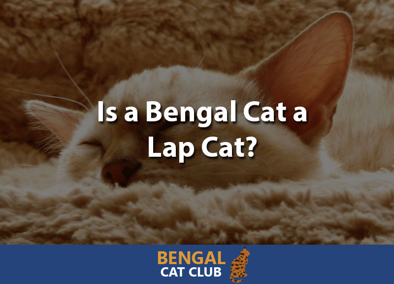 Is a bengal cat a lap cat