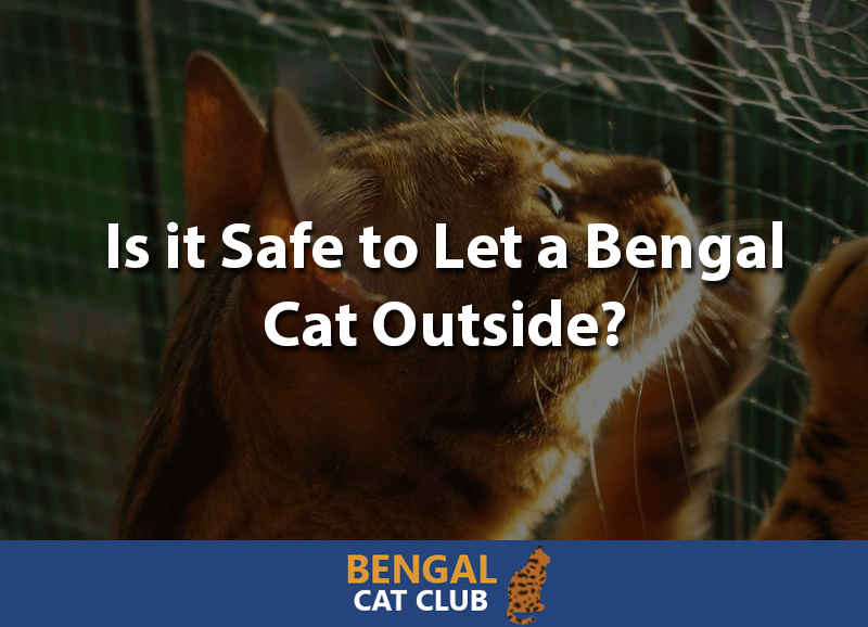 Safe to let bengal cat outside