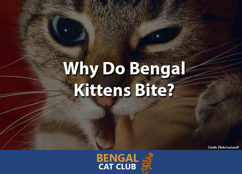 Why do bengal kittens bite