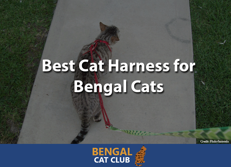 Best Cat Harness for Bengal Cats