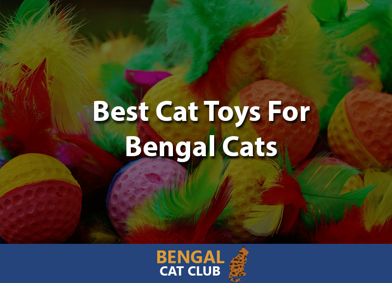 toys for bengals