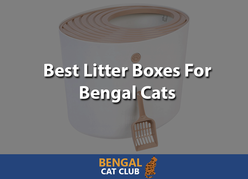 best litter boxes for bengal cats