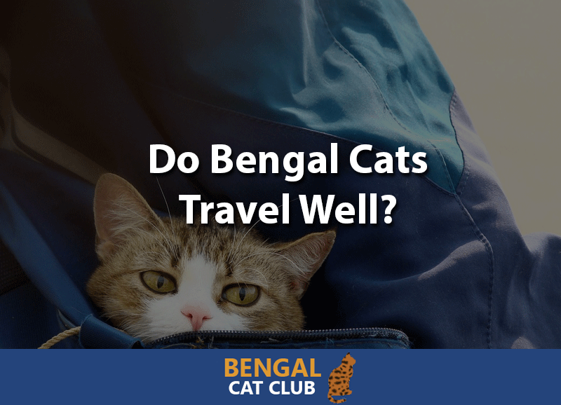do bengal cats travel well