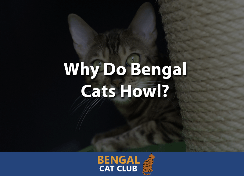 why do bengal cats howl