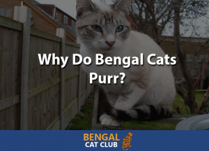 Why do bengal cats purr
