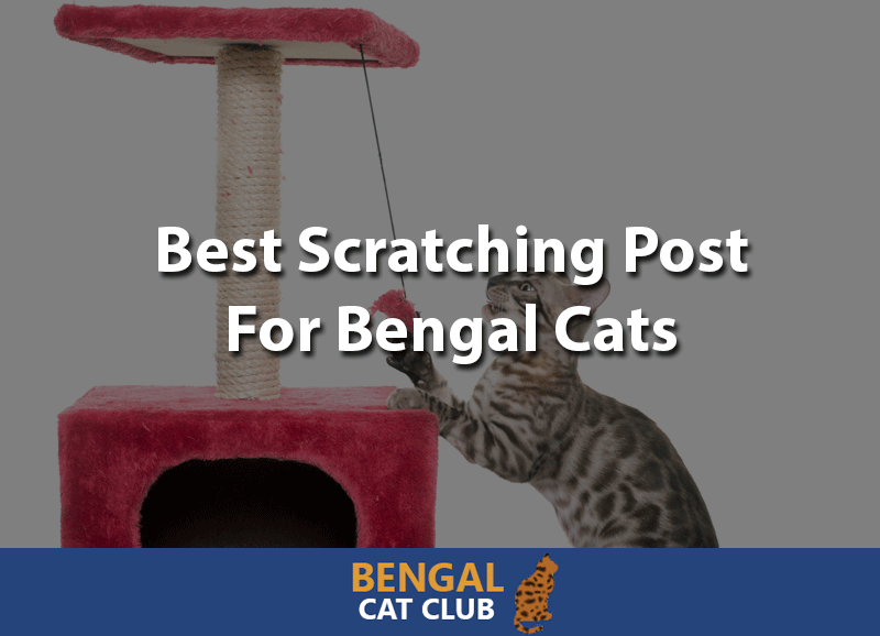 best scratching post for bengal cats