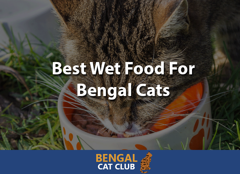 Best wet food for bengal cats