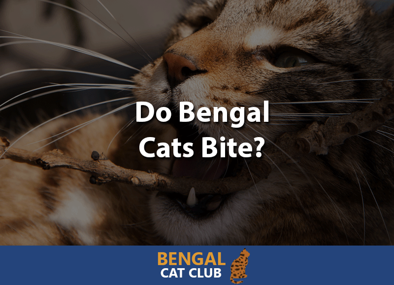 Do bengal cats bite