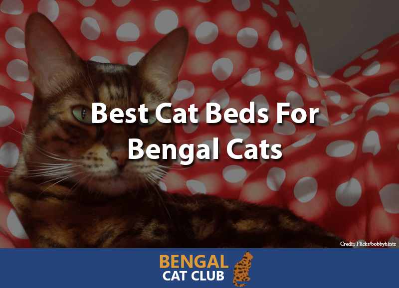 best cat beds for bengal cats