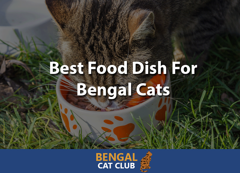 Best Food Dish For Bengal Cats 2022