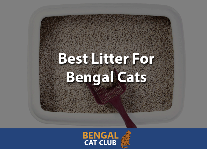 Best Litter For Bengal Cats 2020