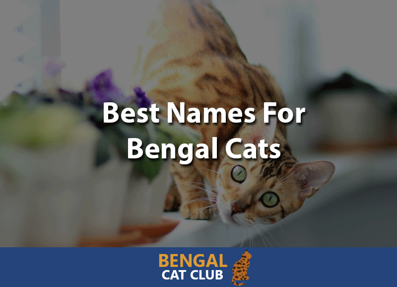 100 of the Best Names for Bengal Cats in 2020
