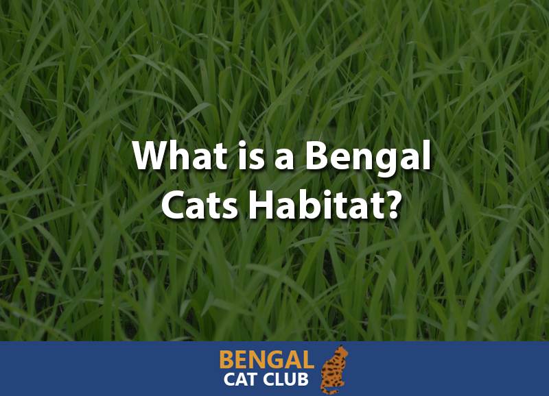 What is bengal cats habitat