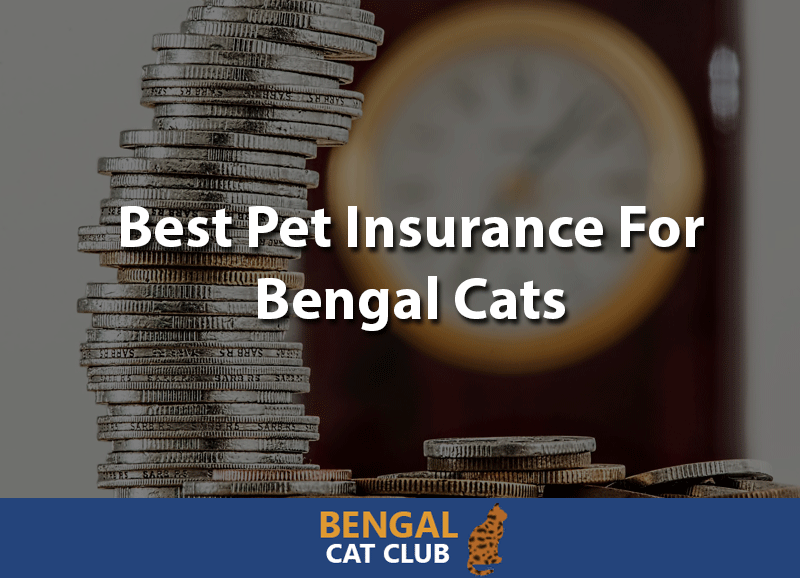 best pet insurance for bengal cats
