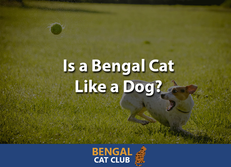 Is a bengal cat like a dog