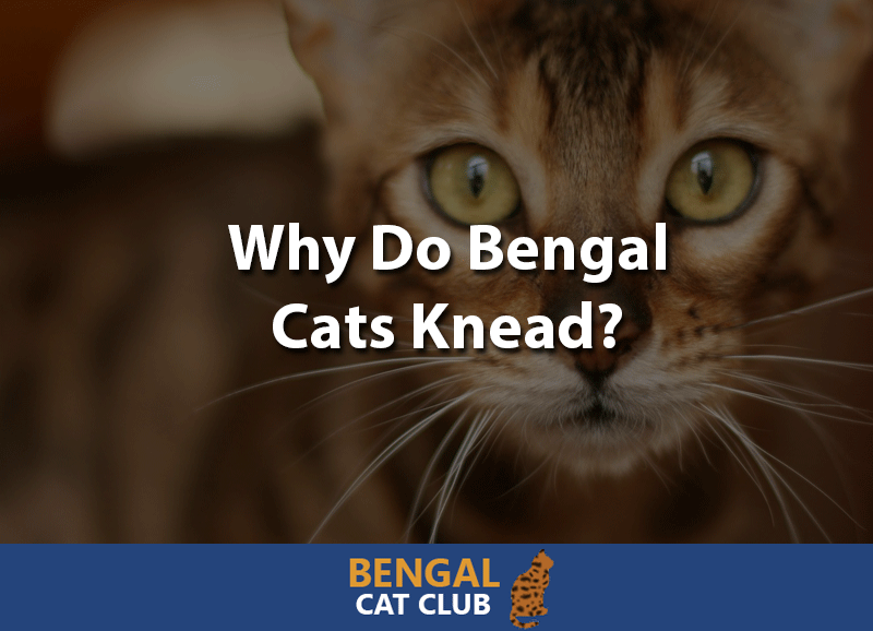 Why do bengal cats knead