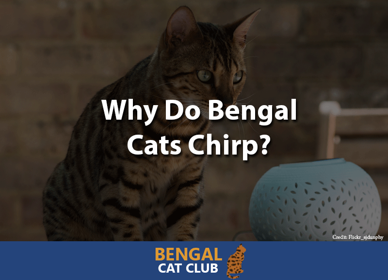Why do bengal cats chirp