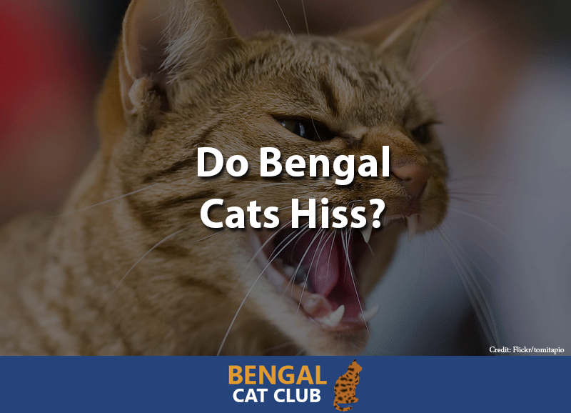 Do Bengal Cats Hiss