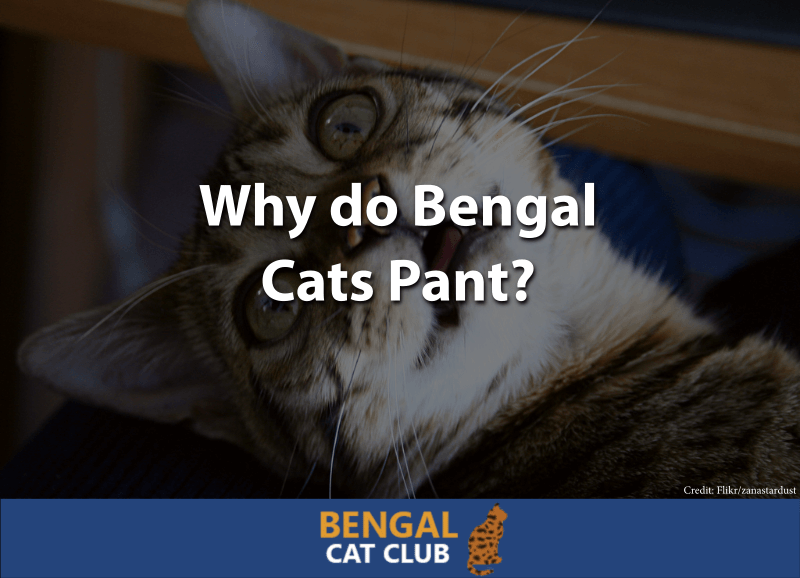Why do Bengal Cats Pant
