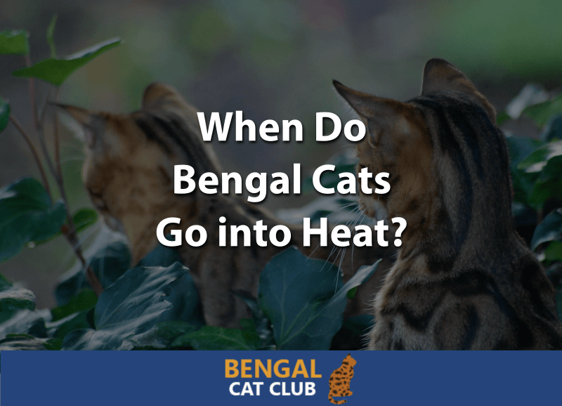 When Do Bengal Cats Go into Heat 