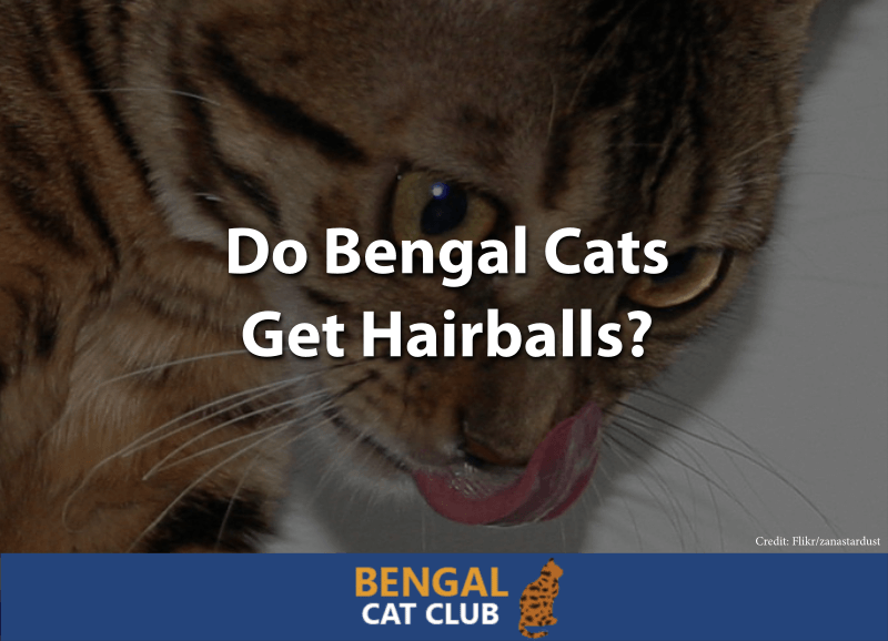 Do Bengal Cats Get Hairballs Bengal Cat Club