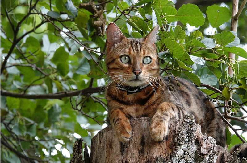 Bengal cats pricing according to rating